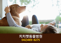 치치펫동물병원(갈마동):042-489-8275