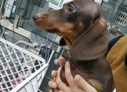 울집 순대가 수술했어요 ㅠㅠ