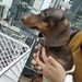 울집 순대가 수술했어요 ㅠㅠ && $webzine